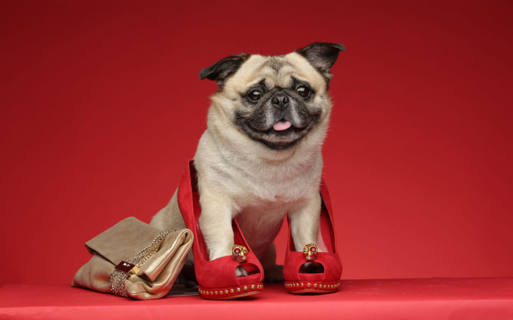 Glamour Sales Glamdog Commercial Wardrobe Stylist Shanghai China